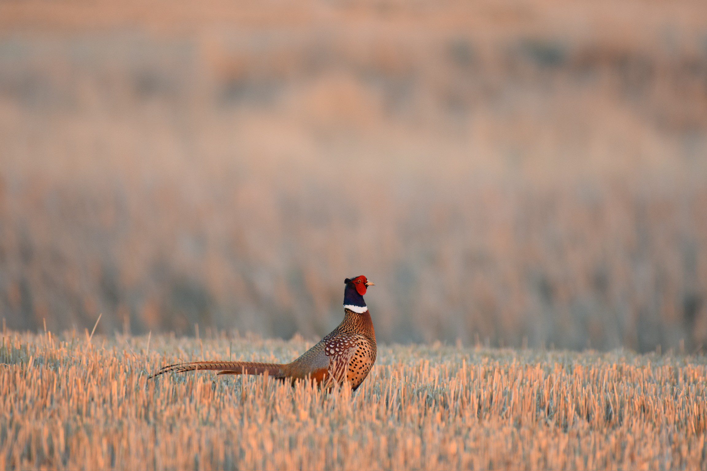 Pheasant